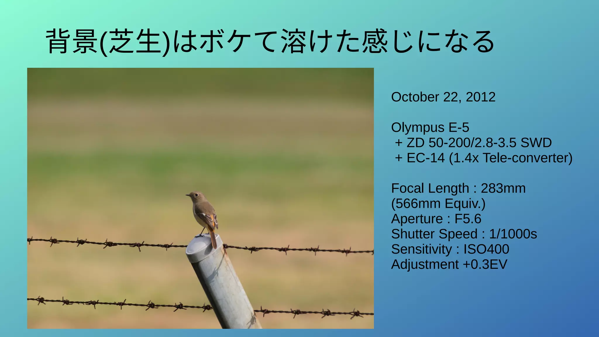 背景(芝生)はボケて溶けた感じになる
October 22, 2012
Olympus E-5
+ ZD 50-200/2.8-3.5 SWD
+ EC-14 (1.4x Tele-converter)
Focal Length : 283mm
(566mm Equiv.)
Aperture : F5.6
Shutter Speed : 1/1000s
Sensitivity : ISO400
Adjustment +0.3EV
 
