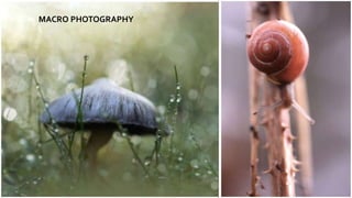 MACRO PHOTOGRAPHY
 
