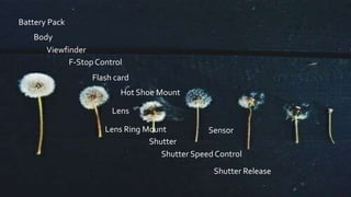 Sensor
Battery Pack
Shutter
Shutter Speed Control
Viewfinder
F-Stop Control
Lens Ring Mount
Body
Lens
Flash card
Hot Shoe Mount
Shutter Release
 