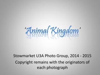‘Animal Kingdom’
Stowmarket U3A Photo Group, 2014 - 2015
Copyright remains with the originators of
each photograph
 