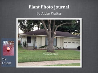 MyMy
TotemTotem
Plant Photo journal
By Aiden Walker
Vascular Plant
 