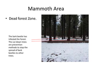 Mammoth Area
• Dead forest Zone.
The bark beetle has
infested the forest.
The cut down trees
are prevention
methods to stop the
spread of bark
beetles to other
trees.
 