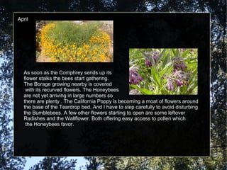 April 
As soon as the Comphrey sends up its 
flower stalks the bees start gathering. 
The Borage growing nearby is covered 
with its recurved flowers. The Honeybees 
are not yet arriving in large numbers so 
there are plenty . The California Poppy is becoming a moat of flowers around 
the base of the Teardrop bed. And I have to step carefully to avoid disturbing 
the Bumblebees. A few other flowers starting to open are some leftover 
Radishes and the Wallflower. Both offering easy access to pollen which 
the Honeybees favor. 
 