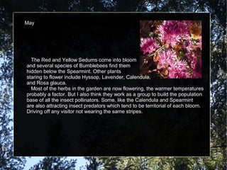 May 
The Red and Yellow Sedums come into bloom 
and several species of Bumblebees find them 
hidden below the Spearmint. Other plants 
staring to flower include Hyssop, Lavender, Calendula, 
and Rosa glauca. 
Most of the herbs in the garden are now flowering, the warmer temperatures 
probably a factor. But I also think they work as a group to build the population 
base of all the insect pollinators. Some, like the Calendula and Spearmint 
are also attracting insect predators which tend to be territorial of each bloom. 
Driving off any visitor not wearing the same stripes. 
 