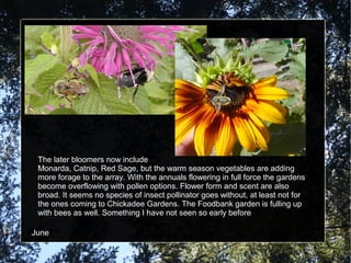 The later bloomers now include 
Monarda, Catnip, Red Sage, but the warm season vegetables are adding 
more forage to the array. With the annuals flowering in full force the gardens 
become overflowing with pollen options. Flower form and scent are also 
broad. It seems no species of insect pollinator goes without, at least not for 
the ones coming to Chickadee Gardens. The Foodbank garden is fulling up 
with bees as well. Something I have not seen so early before 
June 
 