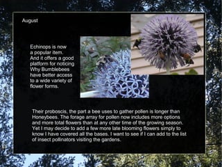 August 
Echinops is now 
a popular item. 
And it offers a good 
platform for noticing 
Why Bumblebees 
have better access 
to a wide variety of 
flower forms. 
Their proboscis, the part a bee uses to gather pollen is longer than 
Honeybees. The forage array for pollen now includes more options 
and more total flowers than at any other time of the growing season. 
Yet I may decide to add a few more late blooming flowers simply to 
know I have covered all the bases. I want to see if I can add to the list 
of insect pollinators visiting the gardens. 
 