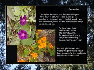 September 
The higher temps in late Summer this year 
have kept the Bumblebees out in greater 
numbers. I notice a hole in the brickwork near 
our main entry because the Bumblebees keep 
going in and out. 
So they have found 
the bare dirt under 
the entry flooring. 
An explanation for why 
they keep increasing 
their numbers each year 
Hummingbirds are back. 
Gathering pollen and nectar 
from annuals for the trip South. 
I wish them safe travels 
