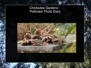 Chickadee Gardens : 
Pollinator Photo Diary 
 