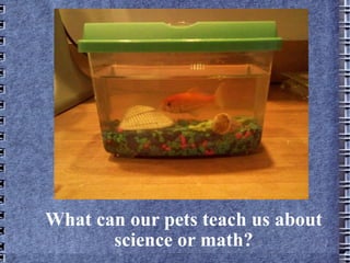 What can our pets teach us about science or math? 