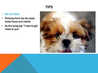 TIPS
• Get up close
• Pictures from too far away
loose focus and clarity
• As the song say “I wanna get
close to you”
 