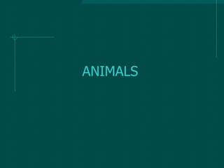 ANIMALS
 