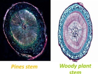 Pines stem Woody plant
 