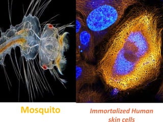 Mosquito Immortalized Human
skin cells
 