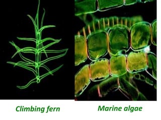 Climbing fern Marine algae
 