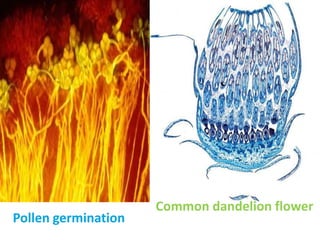 Pollen germination
Common dandelion flower
 