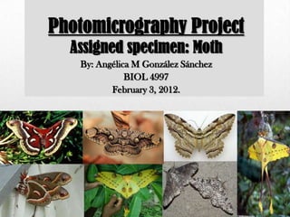 Photomicrography Project
  Assigned specimen: Moth
   By: Angélica M González Sánchez
              BIOL 4997
          February 3, 2012.
 