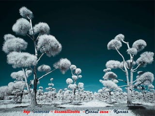 kép -internet – összeállította –Consul zene - Kansas
 