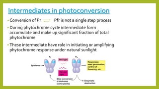 Intermediates in photoconversion
 Conversion of Pr Pfr is not a single step process
 During phytochrome cycle intermediate form
accumulate and make up significant fraction of total
phytochrome
 These intermediate have role in initiating or amplifying
phytochrome response under natural sunlight
 