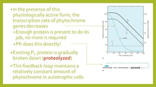In the presence of this
physiologically active form, the
transcription rate of phytochrome
genes decreases
•Enough protein is present to do its
job, no more is required
•Pfr does this directly!
Existing Pfr protein is gradually
broken down (proteolyzed)
This feedback loop maintains a
relatively constant amount of
phytochrome in autotrophic cells
 