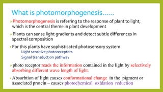 What is photomorphogenesis……
Photomorphogenesis is referring to the response of plant to light,
which is the central theme in plant development
Plants can sense light gradients and detect subtle differences in
spectral composition
• For this plants have sophisticated photosensory system
Light sensitive photoreceptors
Signal transduction pathway
photo receptor reads the information contained in the light by selectively
absorbing different wave length of light.
• Absorbtion of light causes conformational change in the pigment or
associated protein – causes photochemical oxidation reduction
 