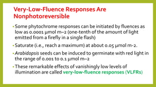 Very-Low-Fluence Responses Are
Nonphotoreversible
•Some phytochrome responses can be initiated by fluences as
low as 0.0001 μmol m–2 (one-tenth of the amount of light
emitted from a firefly in a single flash)
•Saturate (i.e., reach a maximum) at about 0.05 μmol m-2.
•Arabidopsis seeds can be induced to germinate with red light in
the range of 0.001 to 0.1 μmol m–2
•These remarkable effects of vanishingly low levels of
illumination are called very-low-fluence responses (VLFRs)
 