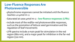 Low-Fluence Responses Are
Photoreversible
•phytochrome responses cannot be initiated until the fluence
reaches 1.0 μmol m–2
•Saturated at 1000 μmol m–2 - low-fluence responses (LFRs)
•include most of the red/far-red photoreversible responses,
such as the promotion of lettuce seed germination and the
regulation of leaf movements
•LFR spectra include a main peak for stimulation in the red
region (660 nm), and a major peak for inhibition in the far-red
region (720 nm).
 