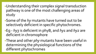 •Understanding their complex signal transduction
pathway is one of the most challenging areas of
study
•Some of the hy mutants have turned out to be
selectively deficient in specific phytochromes.
•Eg - hy3 is deficient in phyB, and hy1 and hy2 are
deficient in chromophore
•These and other phy mutants have been useful in
determining the physiological functions of the
different phytochromes
 