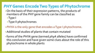 PHY Genes EncodeTwoTypes of Phytochrome
•On the basis of their expression patterns, the products of
members of the PHY gene family can be classified as
•Type I
•Type II phytochromes
•PHYA is the only gene that encodes aType I phytochrome.
•Additional studies of plants that contain mutated
•forms of the PHYA gene (termed phyA alleles) have confirmed
this conclusion and have given some clues about the role of this
phytochrome in whole plants
 