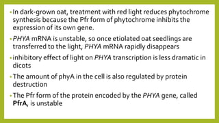•In dark-grown oat, treatment with red light reduces phytochrome
synthesis because the Pfr form of phytochrome inhibits the
expression of its own gene.
•PHYA mRNA is unstable, so once etiolated oat seedlings are
transferred to the light, PHYA mRNA rapidly disappears
•inhibitory effect of light on PHYA transcription is less dramatic in
dicots
•The amount of phyA in the cell is also regulated by protein
destruction
•The Pfr form of the protein encoded by the PHYA gene, called
PfrA, is unstable
 