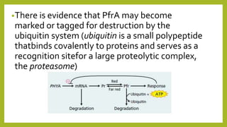 •There is evidence that PfrA may become
marked or tagged for destruction by the
ubiquitin system (ubiquitin is a small polypeptide
thatbinds covalently to proteins and serves as a
recognition sitefor a large proteolytic complex,
the proteasome)
 