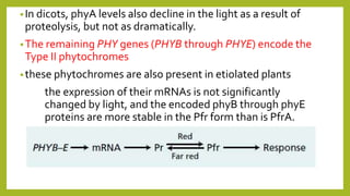 •In dicots, phyA levels also decline in the light as a result of
proteolysis, but not as dramatically.
•The remaining PHY genes (PHYB through PHYE) encode the
Type II phytochromes
•these phytochromes are also present in etiolated plants
the expression of their mRNAs is not significantly
changed by light, and the encoded phyB through phyE
proteins are more stable in the Pfr form than is PfrA.
 