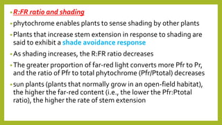 •R:FR ratio and shading
•phytochrome enables plants to sense shading by other plants
•Plants that increase stem extension in response to shading are
said to exhibit a shade avoidance response
•As shading increases, the R:FR ratio decreases
•The greater proportion of far-red light converts more Pfr to Pr,
and the ratio of Pfr to total phytochrome (Pfr/Ptotal) decreases
•sun plants (plants that normally grow in an open-field habitat),
the higher the far-red content (i.e., the lower the Pfr:Ptotal
ratio), the higher the rate of stem extension
 