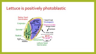 Lettuce is positively photoblastic
 