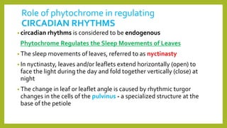 Role of phytochrome in regulating
CIRCADIAN RHYTHMS
• circadian rhythms is considered to be endogenous
Phytochrome Regulates the Sleep Movements of Leaves
• The sleep movements of leaves, referred to as nyctinasty
• In nyctinasty, leaves and/or leaflets extend horizontally (open) to
face the light during the day and fold together vertically (close) at
night
• The change in leaf or leaflet angle is caused by rhythmic turgor
changes in the cells of the pulvinus - a specialized structure at the
base of the petiole
 