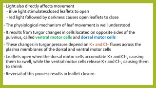 • Light also directly affects movement
• Blue light stimulatesclosed leaflets to open
• red light followed by darkness causes open leaflets to close
• The physiological mechanism of leaf movement is well understood
• It results from turgor changes in cells located on opposite sides of the
pulvinus, called ventral motor cells and dorsal motor cells
• These changes in turgor pressure depend on K+ and Cl– fluxes across the
plasma membranes of the dorsal and ventral motor cells
• Leaflets open when the dorsal motor cells accumulate K+ and Cl–, causing
them to swell, while the ventral motor cells release K+ and Cl–, causing them
to shrink
• Reversal of this process results in leaflet closure.
 