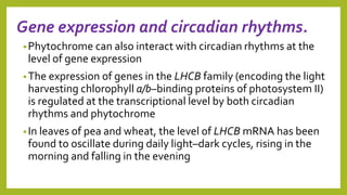 Gene expression and circadian rhythms.
•Phytochrome can also interact with circadian rhythms at the
level of gene expression
•The expression of genes in the LHCB family (encoding the light
harvesting chlorophyll a/b–binding proteins of photosystem II)
is regulated at the transcriptional level by both circadian
rhythms and phytochrome
•In leaves of pea and wheat, the level of LHCB mRNA has been
found to oscillate during daily light–dark cycles, rising in the
morning and falling in the evening
 