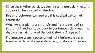 •Since the rhythm persists even in continuous darkness, it
appears to be a circadian rhythm.
•But phytochrome can perturb this cyclical pattern of
expression
•When wheat plants are transferred from a cycle of 12
hours light and 12 hours dark to continuous darkness, the
rhythm persists for a while, but it slowly damps out
•If plants are given a pulse of red light before they are
transferred to continuous darkness, no damping occurs
 