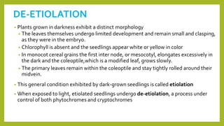 DE-ETIOLATION
• Plants grown in darkness exhibit a distinct morphology
• The leaves themselves undergo limited development and remain small and clasping,
as they were in the embryo.
• Chlorophyll is absent and the seedlings appear white or yellow in color
• In monocot cereal grains the first inter node, or mesocotyl, elongates excessively in
the dark and the coleoptile,which is a modified leaf, grows slowly.
• The primary leaves remain within the coleoptile and stay tightly rolled around their
midvein.
• This general condition exhibited by dark-grown seedlings is called etiolation
• When exposed to light, etiolated seedlings undergo de-etiolation, a process under
control of both phytochromes and cryptochromes
 