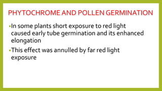 PHYTOCHROMEAND POLLEN GERMINATION
•In some plants short exposure to red light
caused early tube germination and its enhanced
elongation
•This effect was annulled by far red light
exposure
 