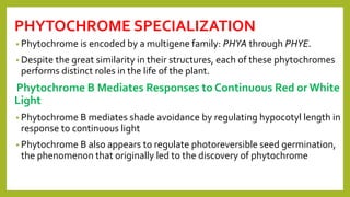 PHYTOCHROME SPECIALIZATION
• Phytochrome is encoded by a multigene family: PHYA through PHYE.
• Despite the great similarity in their structures, each of these phytochromes
performs distinct roles in the life of the plant.
Phytochrome B Mediates Responses to Continuous Red or White
Light
• Phytochrome B mediates shade avoidance by regulating hypocotyl length in
response to continuous light
• Phytochrome B also appears to regulate photoreversible seed germination,
the phenomenon that originally led to the discovery of phytochrome
 