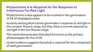 •Phytochrome A Is Required for the Response to
Continuous Far-Red Light
•Phytochrome A also appears to be involved in the germination
VLFR of Arabidopsis seeds
•mutants lacking phyA cannot germinate in response to red light in
the verylow- fluence range, but they show a normal response to
red light in the low-fluence range
•This result demonstrates that phyA functions as the primary
photoreceptor for thisVLFR
•recent evidence suggests that phyE is required for this component
of seed germination
 