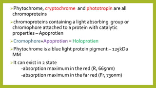 Phytochrome, cryptochrome and phototropin are all
chromoproteins
chromoproteins containing a light absorbing group or
chromophore attached to a protein with catalytic
properties – Apoprotien
Cromophore+Apoprotien = Holoprotien
Phytochrome is a blue light protein pigment – 125kDa
MM
It can exist in 2 state
-absorption maximum in the red (R, 665nm)
-absorption maximum in the far red (Fr, 730nm)
 