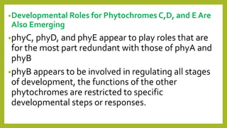 •Developmental Roles for Phytochromes C,D, and E Are
Also Emerging
•phyC, phyD, and phyE appear to play roles that are
for the most part redundant with those of phyA and
phyB
•phyB appears to be involved in regulating all stages
of development, the functions of the other
phytochromes are restricted to specific
developmental steps or responses.
 