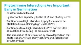 Phytochrome Interactions Are Important
Early in Germination
•constant red and far-red
•light absor bed separately by the phyA and phyB systems
•Continuous red light absorbed by phyB stimulates de-
etiolation by maintaining high levels of PfrB
•Continuous farred light absorbed by PfrB prevents this
stimulation by reducing the amount of PfrB
•The stimulation of de-etiolation by phyA depends on the
photostationary state of phytochrome(indicated by the
circular arrows)
 