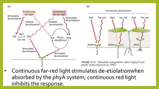 • Continuous far-red light stimulates de-etiolationwhen
absorbed by the phyA system; continuous red light
inhibits the response.
 