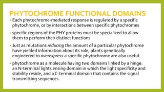 PHYTOCHROME FUNCTIONAL DOMAINS
• Each phytochrome-mediated response is regulated by a specific
phytochrome, or by interactions between specific phytochromes
• specific regions of the PHY proteins must be specialized to allow
them to perform their distinct functions
• Just as mutations reducing the amount of a particular phytochrome
have yielded information about its role, plants genetically
engineered to overexpress a specific phytochrome are also useful.
• phytochrome as a molecule having two domains linked by a hinge:
an N-terminal lights ensing domain in which the light specificity and
stability reside, and a C-terminal domain that contains the signal
transmitting sequences
 