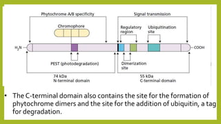 • The C-terminal domain also contains the site for the formation of
phytochrome dimers and the site for the addition of ubiquitin, a tag
for degradation.
 