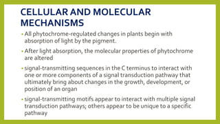 CELLULAR AND MOLECULAR
MECHANISMS
• All phytochrome-regulated changes in plants begin with
absorption of light by the pigment.
• After light absorption, the molecular properties of phytochrome
are altered
• signal-transmitting sequences in the C terminus to interact with
one or more components of a signal transduction pathway that
ultimately bring about changes in the growth, development, or
position of an organ
• signal-transmitting motifs appear to interact with multiple signal
transduction pathways; others appear to be unique to a specific
pathway
 