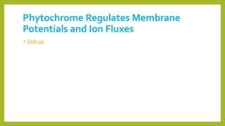 Phytochrome Regulates Membrane
Potentials and Ion Fluxes
• Slide 40
 
