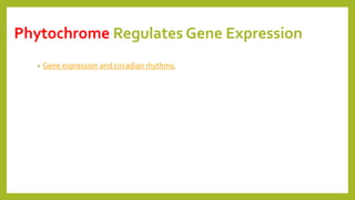 Phytochrome Regulates Gene Expression
• Gene expression and circadian rhythms.
 